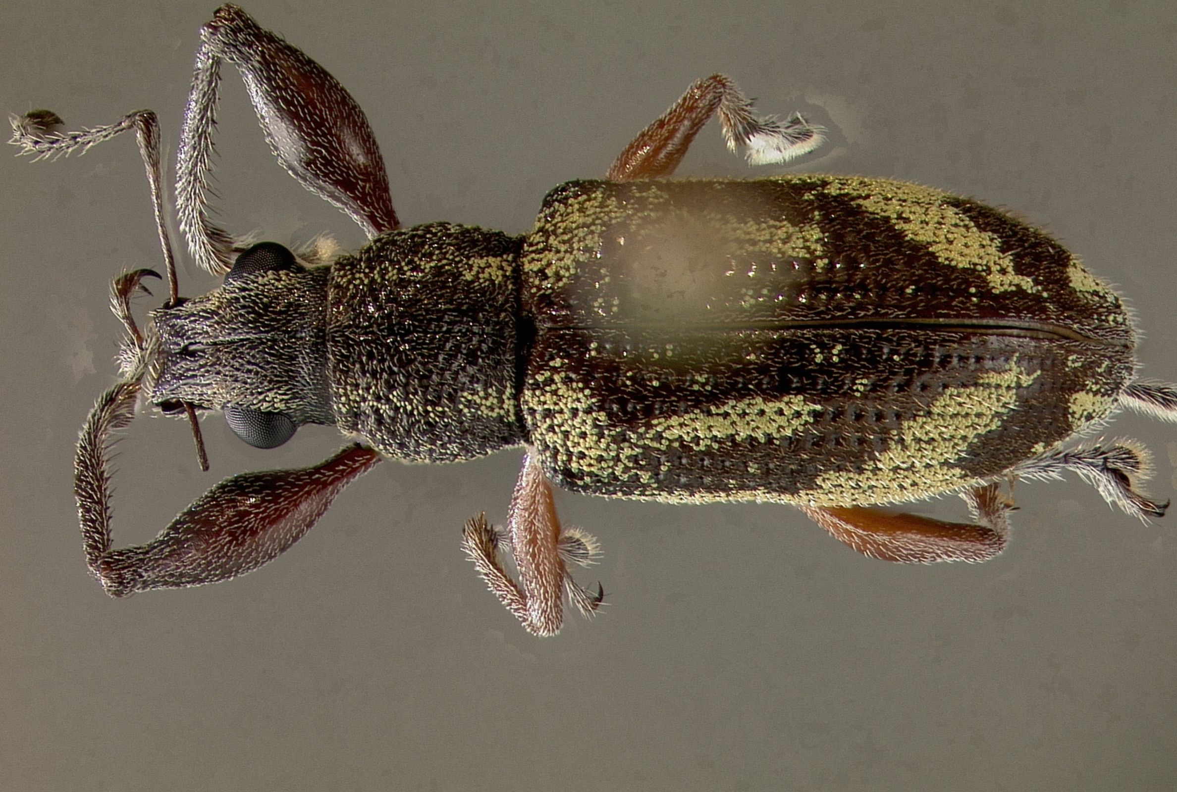 Espécimen montado de Galapaganus howdenae. Foto: A. Sequeira.